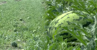 বরগুনার চরে আগাম তরমুজ চাষে বিপ্লব; পাঁচ কোটি টাকা বিক্রির আশা